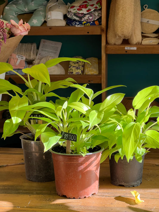 Filodendro Malay Gold