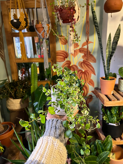 Ficus Repens