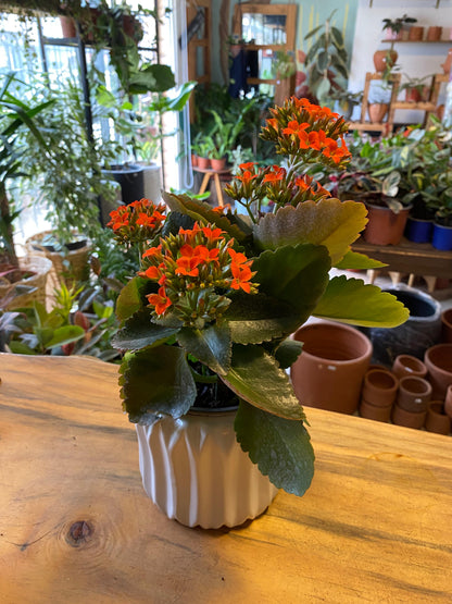 Kalanchoe Happy House