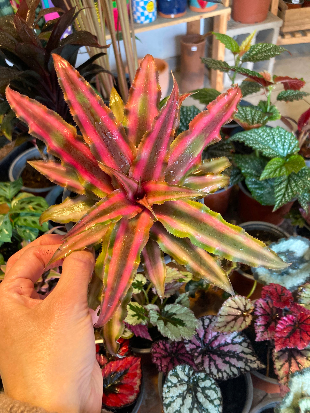 Cryptanthus Rojo