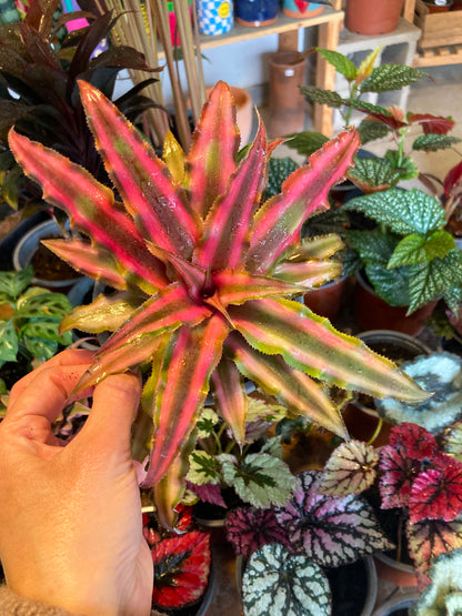 Cryptanthus Rojo