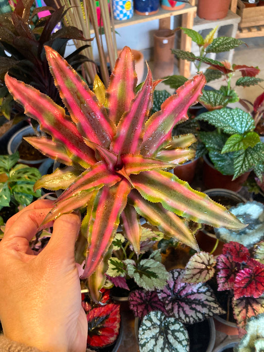 Cryptanthus Rojo