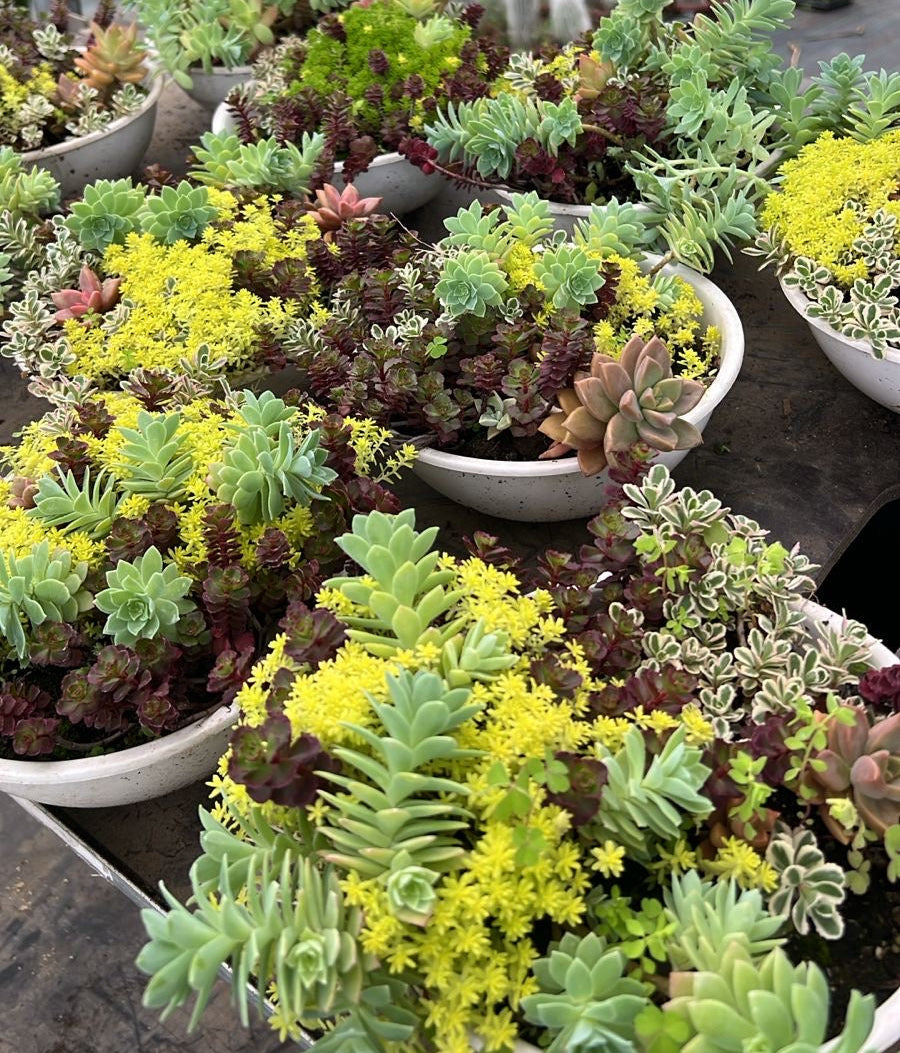 Arreglo De Suculentas