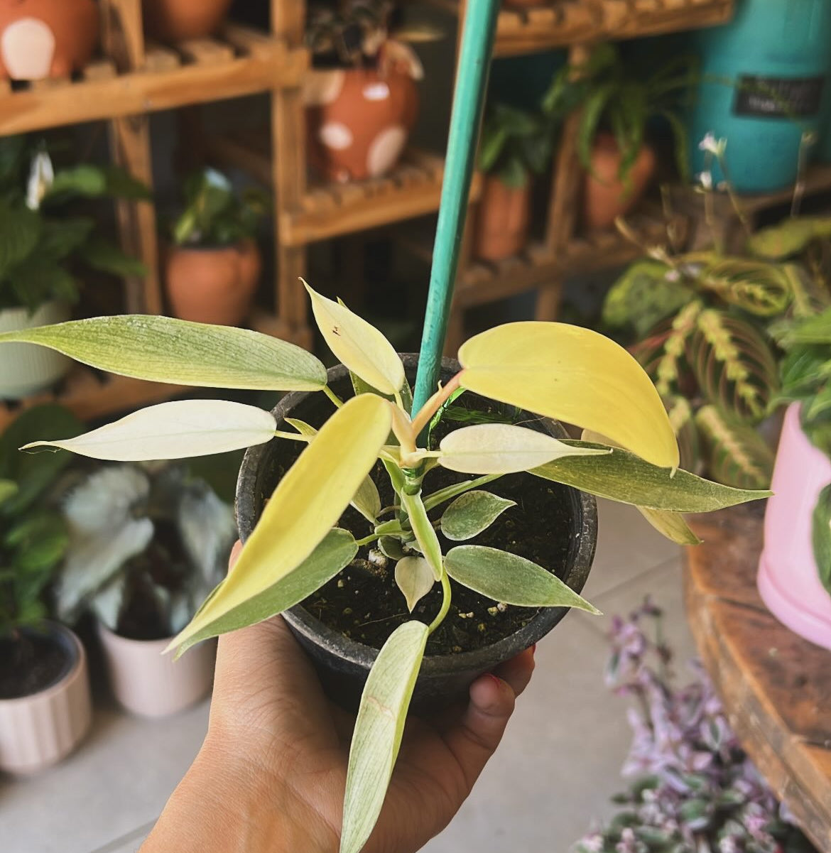 Filodendro Florida Ghost