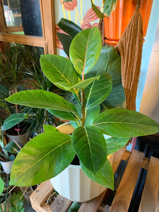Ficus Gomero Altissima