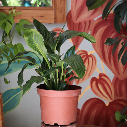 Espatifilio (cuna De Moisés)