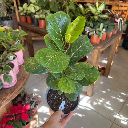 Ficus Lyrata