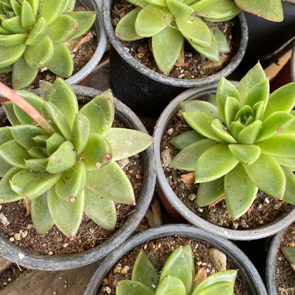 Echeveria Agavoides christmas