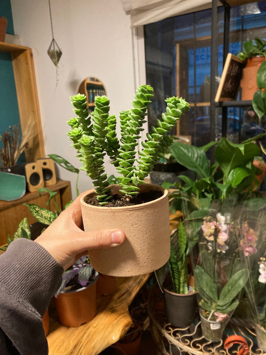 Crassula Green