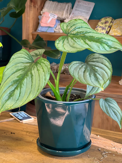 Filodendro Pastazanum Silver