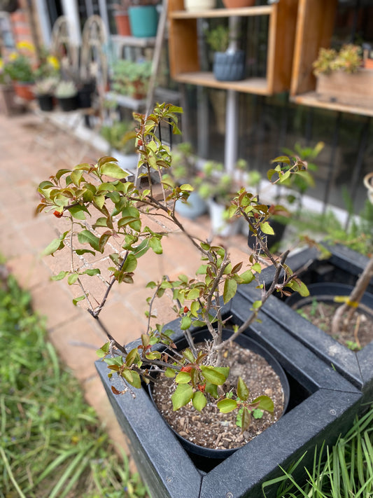 Bugambilea L