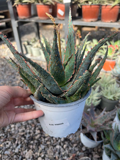 Aloe Piranha