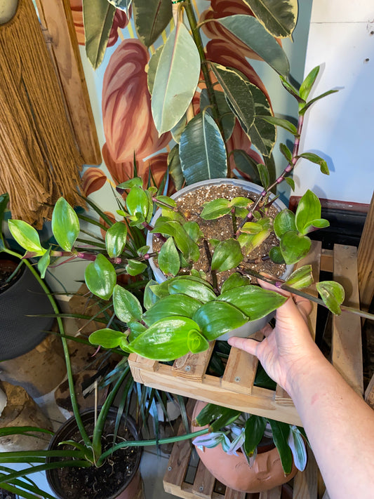 Tradescantia Red Hill