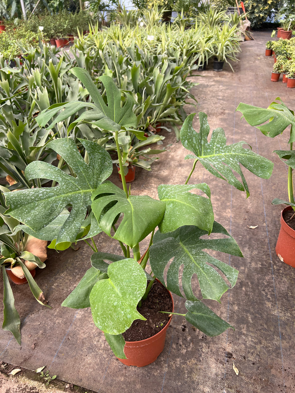 Monstera Deliciosa