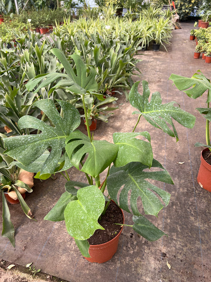 Monstera Deliciosa