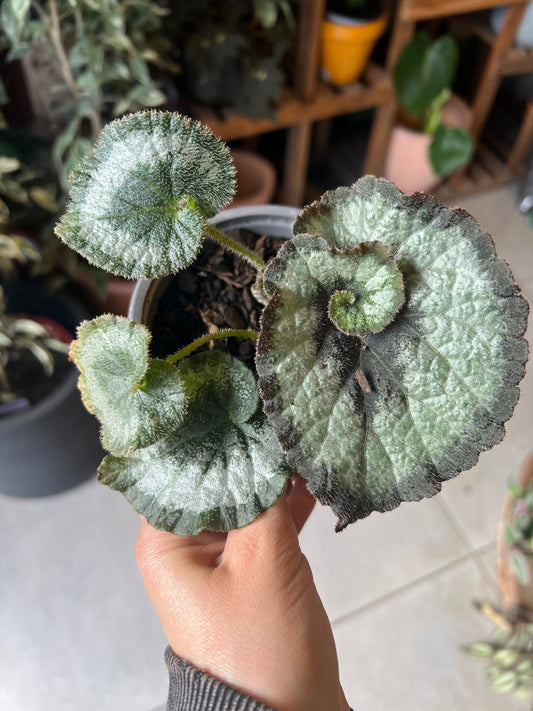Begonia Rex - Caracol
