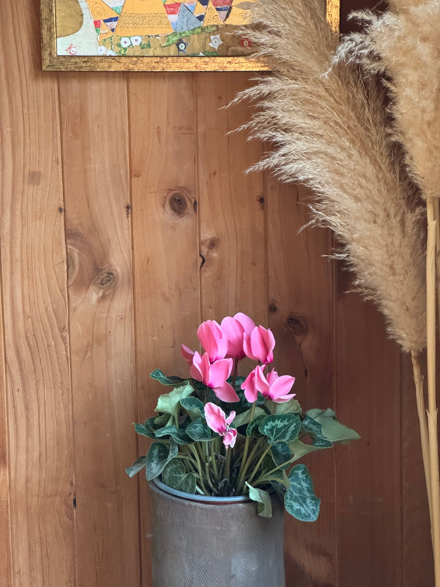Cyclamen (Violeta Persa)