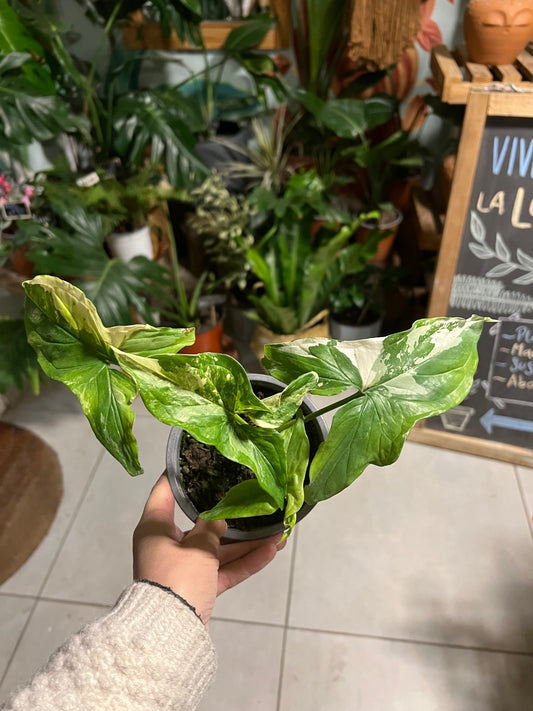 Singonio Variegado