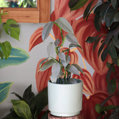 Filodendro Silver Sword