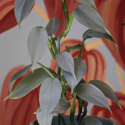 Filodendro Silver Sword