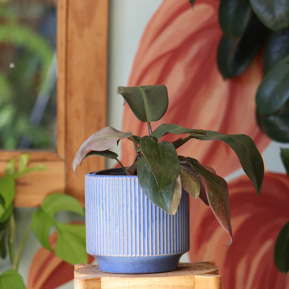 Filodendro Cardinal Black S