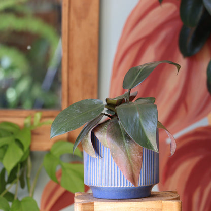 Filodendro Cardinal Black S