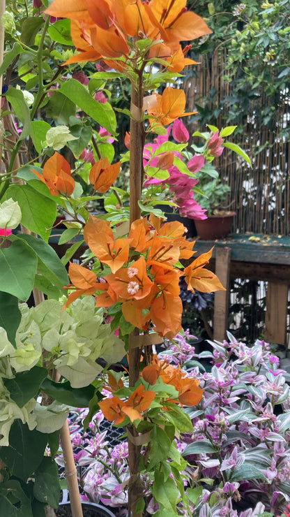 Buganvillea