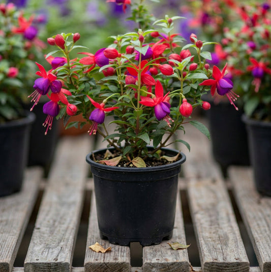 Fucsias