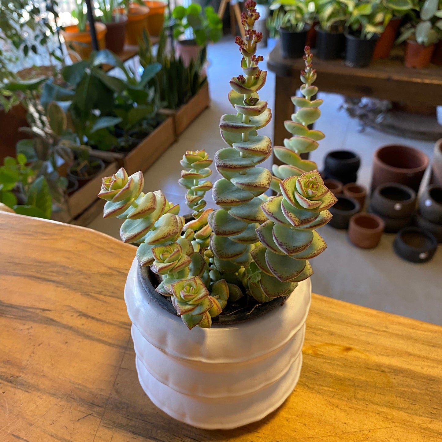 Crassula Perforata