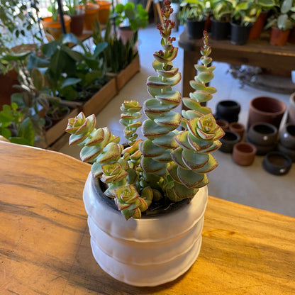 Crassula Perforata