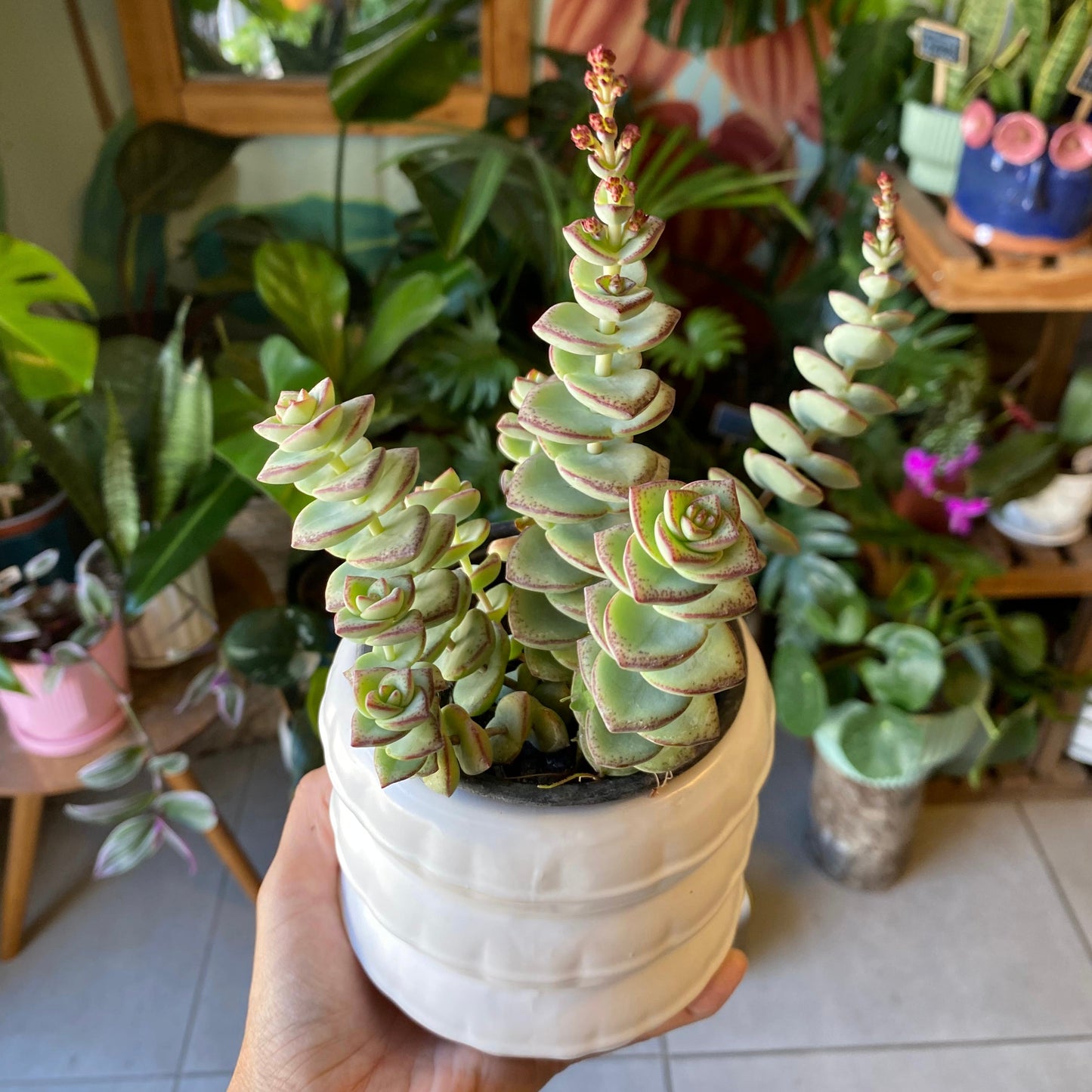 Crassula Perforata