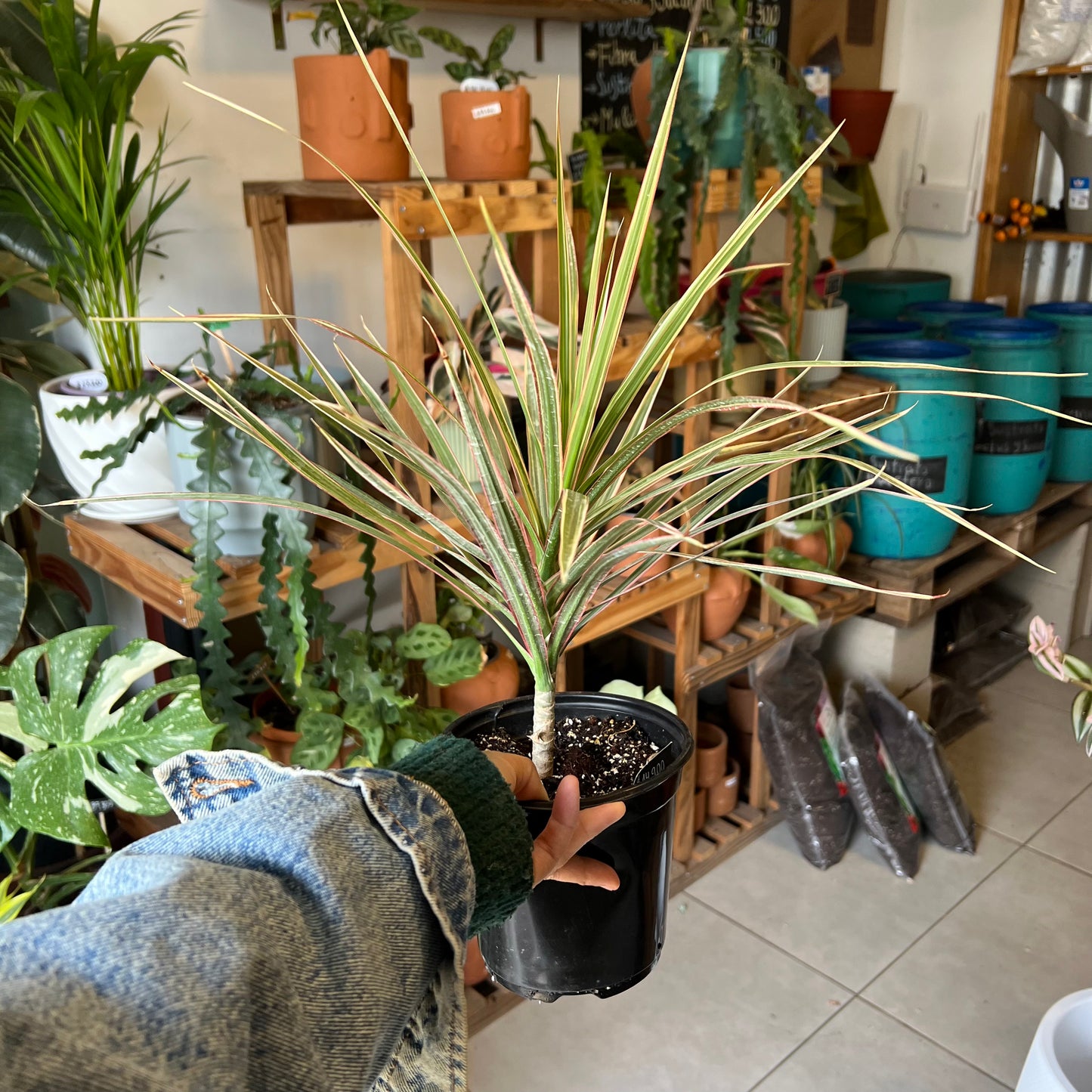 Dracena Marginata Tricolor