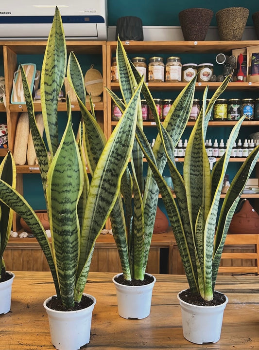 Sansevieria Laurentii