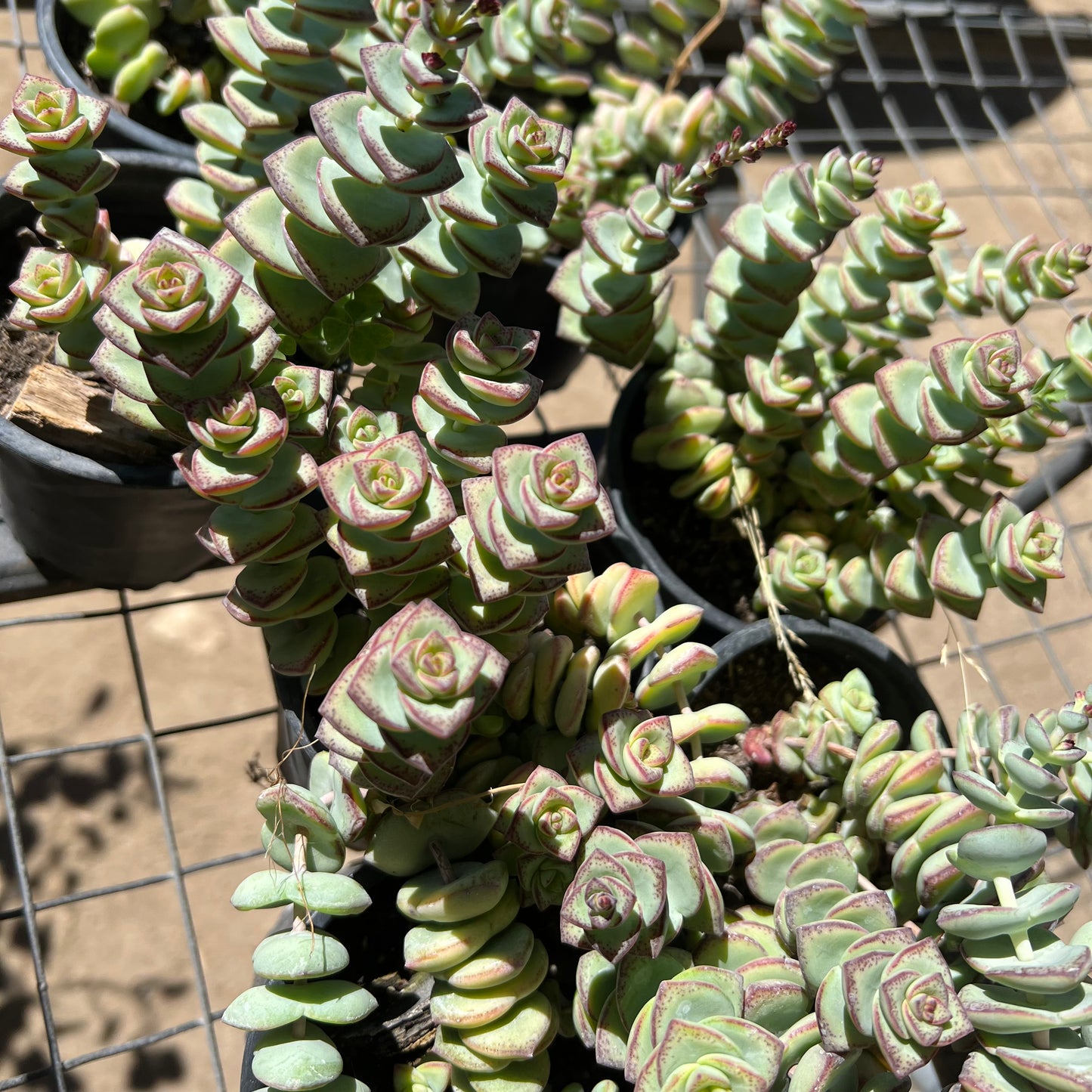 Crassula Perforata