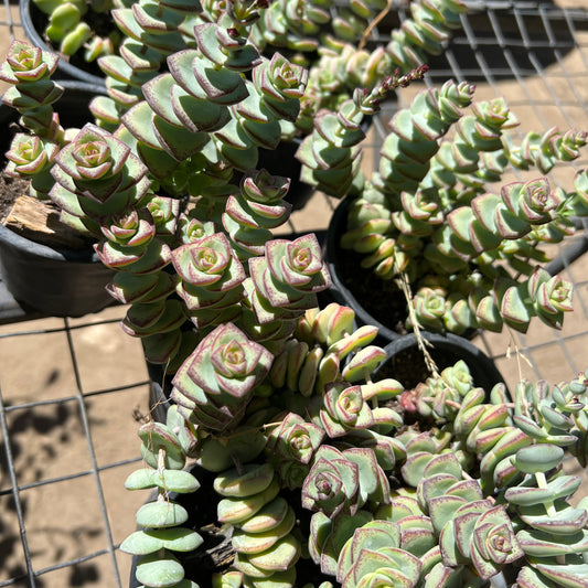 Crassula Perforata