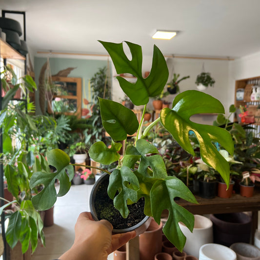 Monstera Raphidophora S