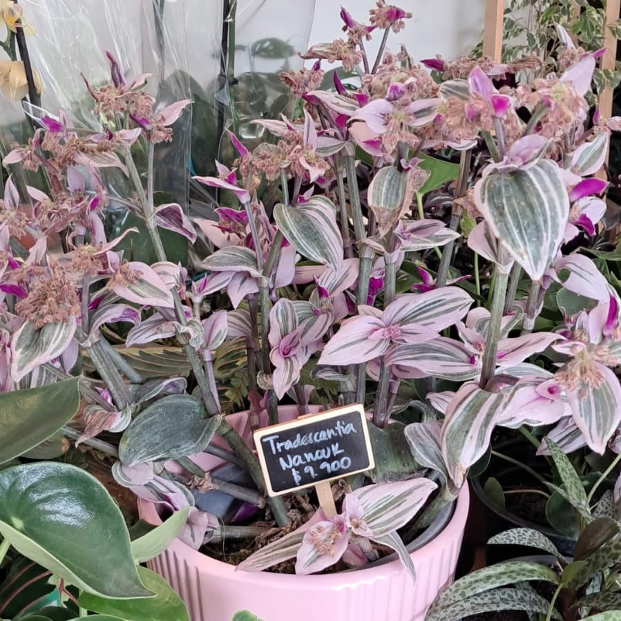 Tradescantia Nanouk