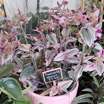 Tradescantia Nanouk