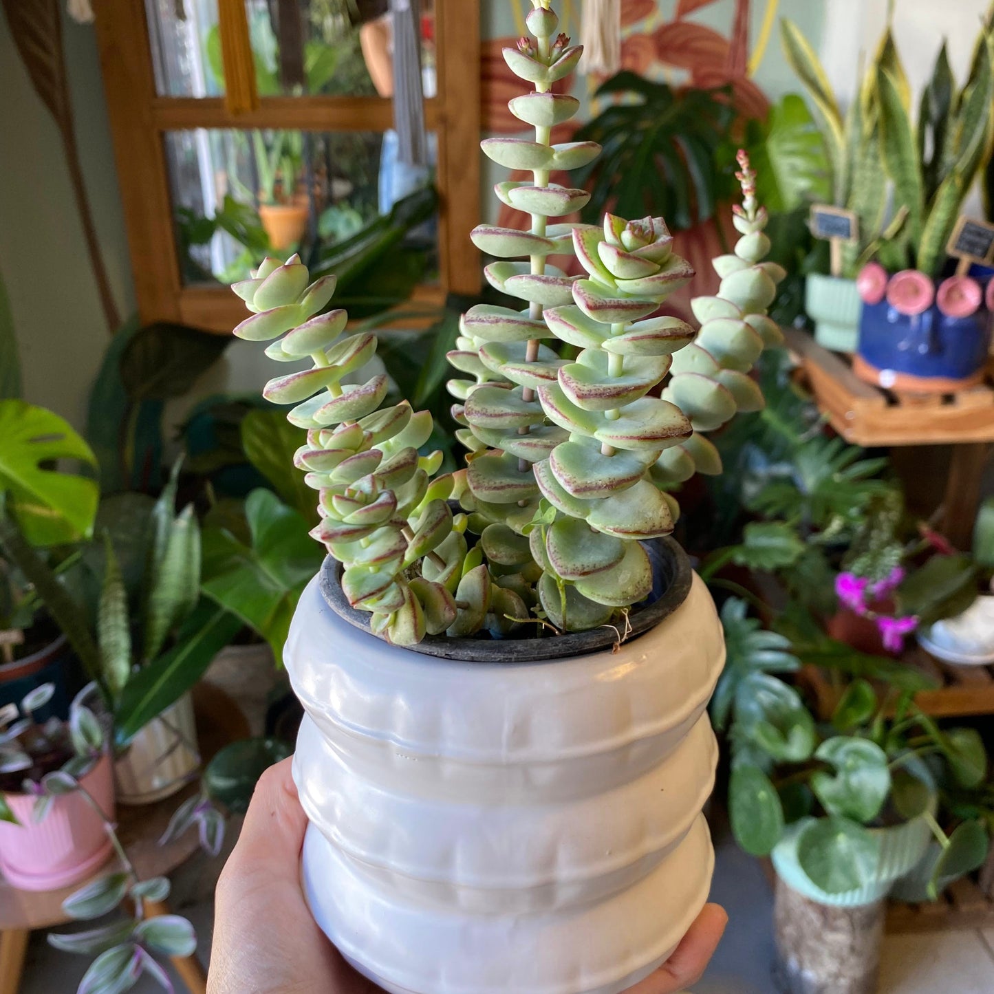 Crassula Perforata