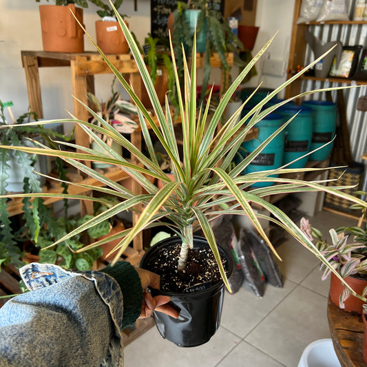 Dracena Marginata Tricolor