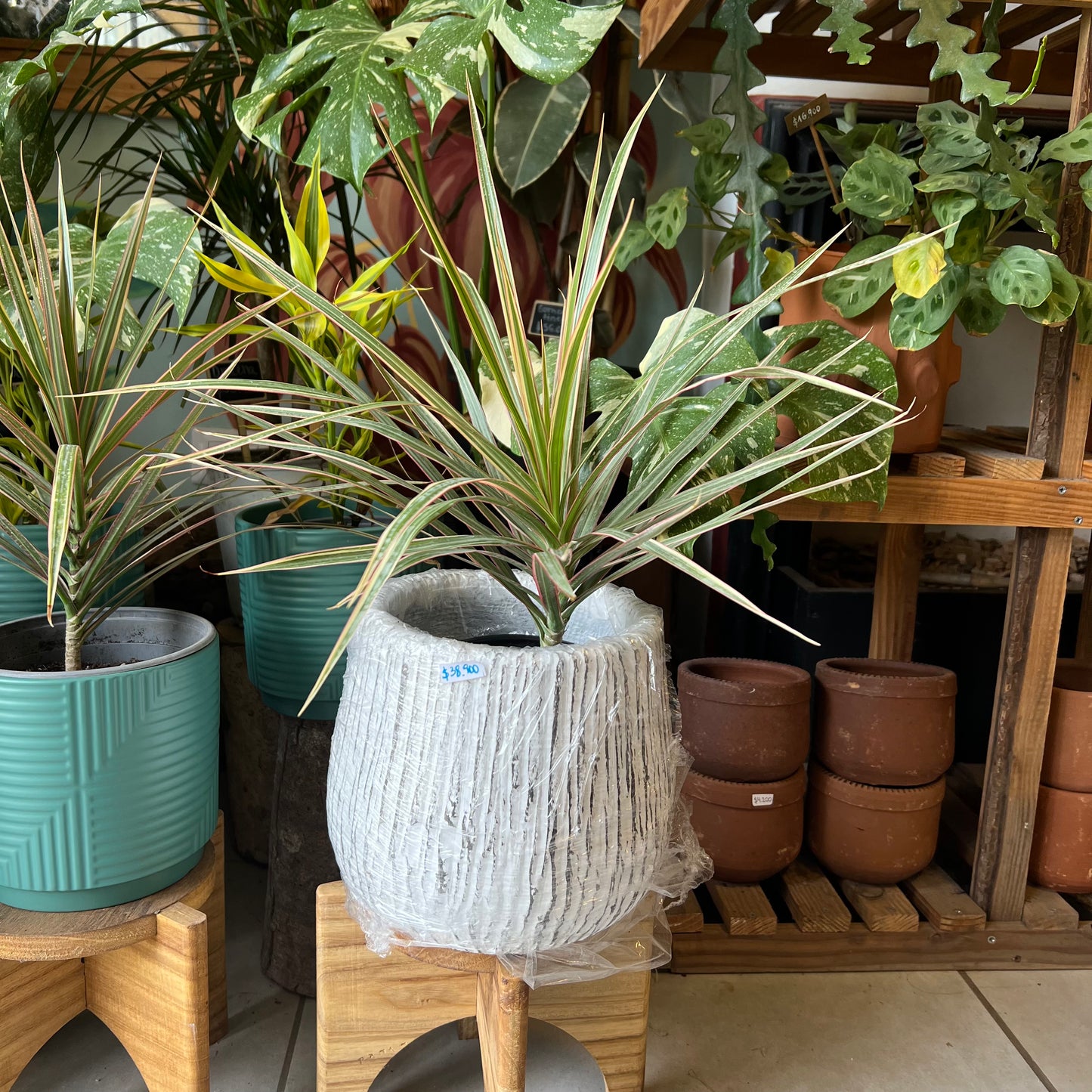 Dracena Marginata Tricolor