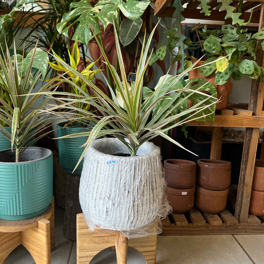 Dracena Marginata Tricolor