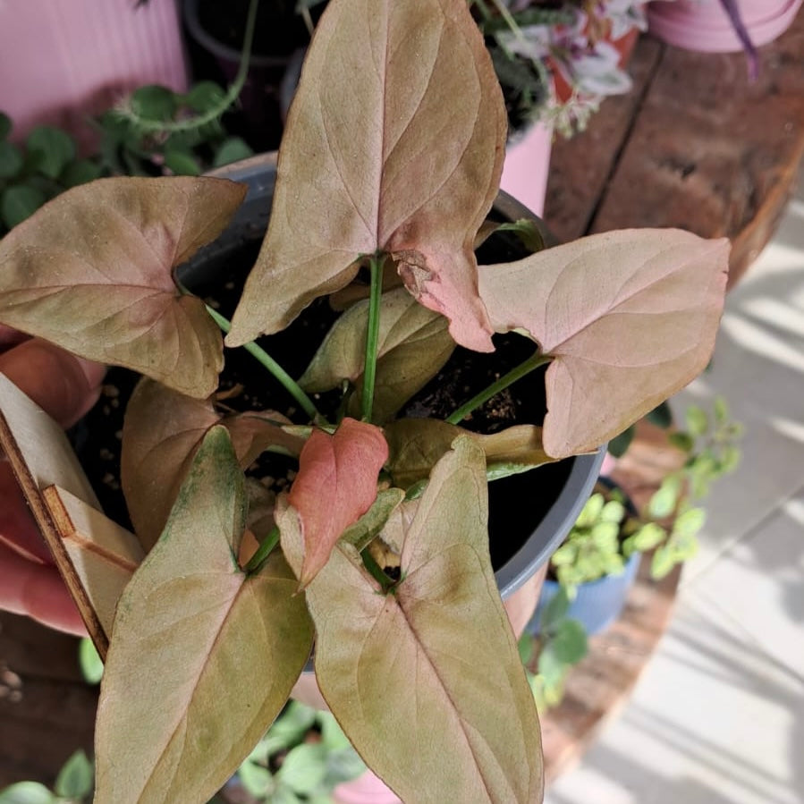 Singonio Neon (rosado)