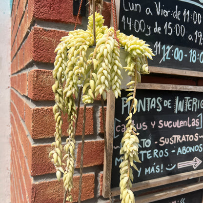 Suculenta Cola De Burro S