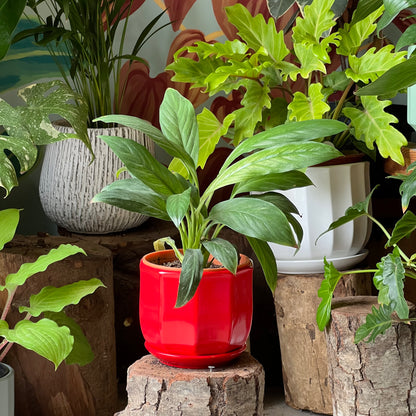 Espatifilio Variegado + Macetero Cerámica