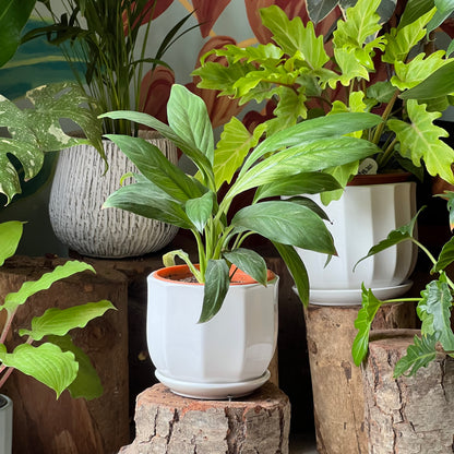 Espatifilio Variegado + Macetero Cerámica