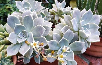 Graptopetalum paraguayense