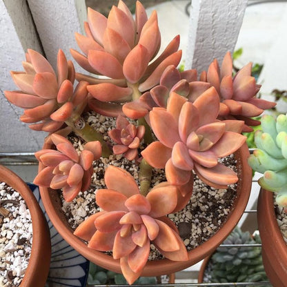 Graptosedum 'California Sunset'