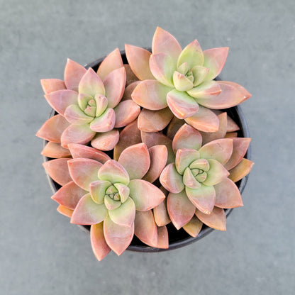 Graptosedum 'California Sunset'