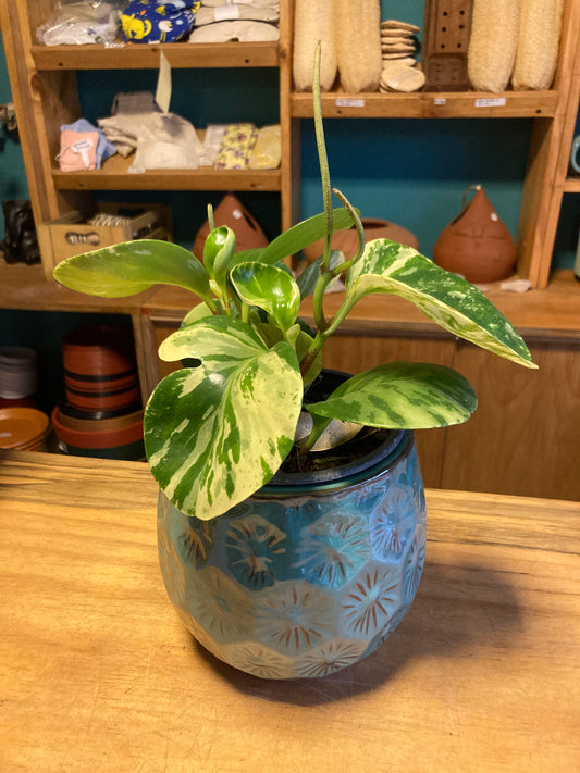 Peperomia Obtusifolia Variegada Jaspeada
